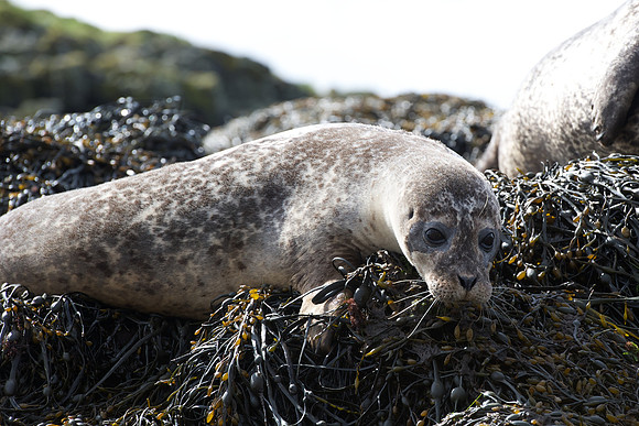 Isle of Skye