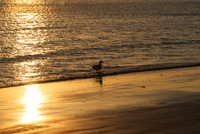 Ilse of Norderney, 2010