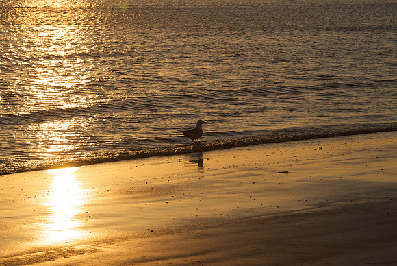 Ilse of Norderney, 2010