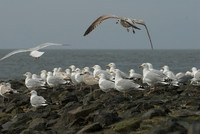 Ilse of Norderney, 2010