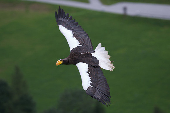 Austria, 2011