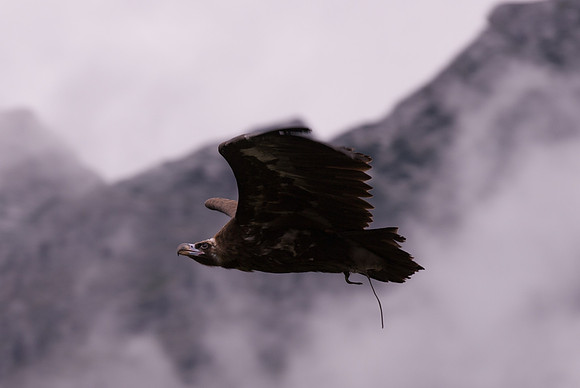 Austria, 2011
