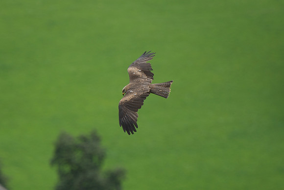 Austria, 2011