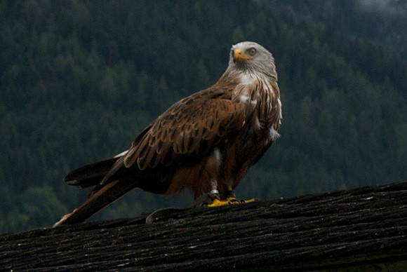 Austria, 2011