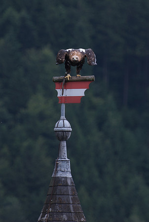 Austria, 2011