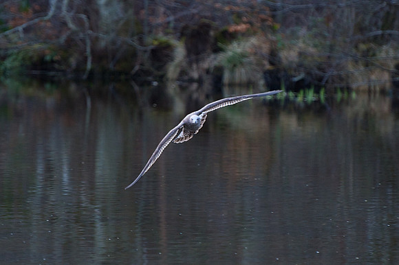 Brodie Castle Pond