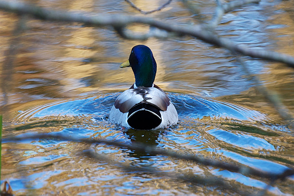 Brodie Castle Pond