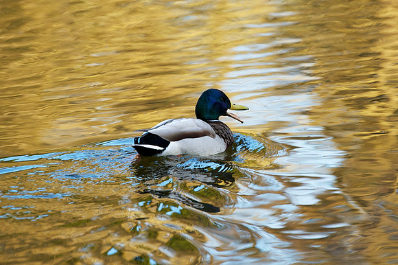 Brodie Castle Pond