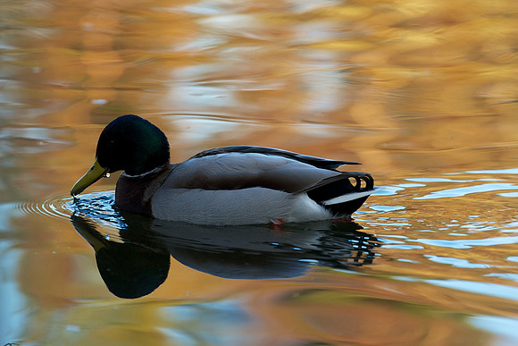 Brodie Castle Pond