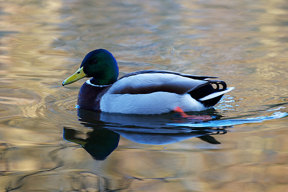 Brodie Castle Pond