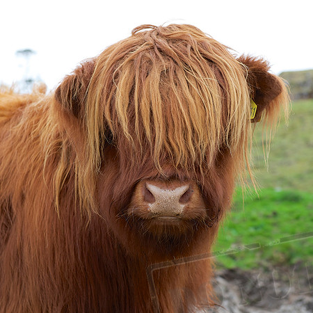 On Glengorm Farm #1