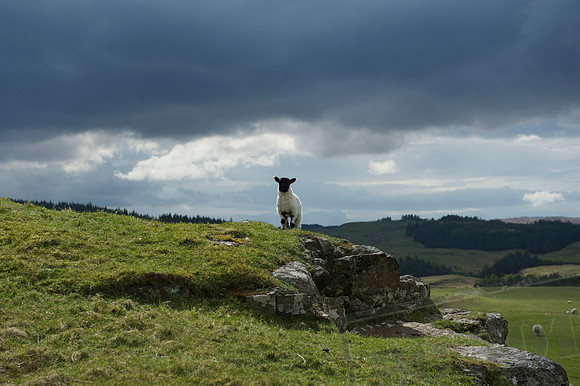 on Glengorm grounds