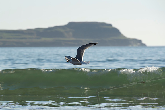 Calgary Beach, Isle of Mull, #8